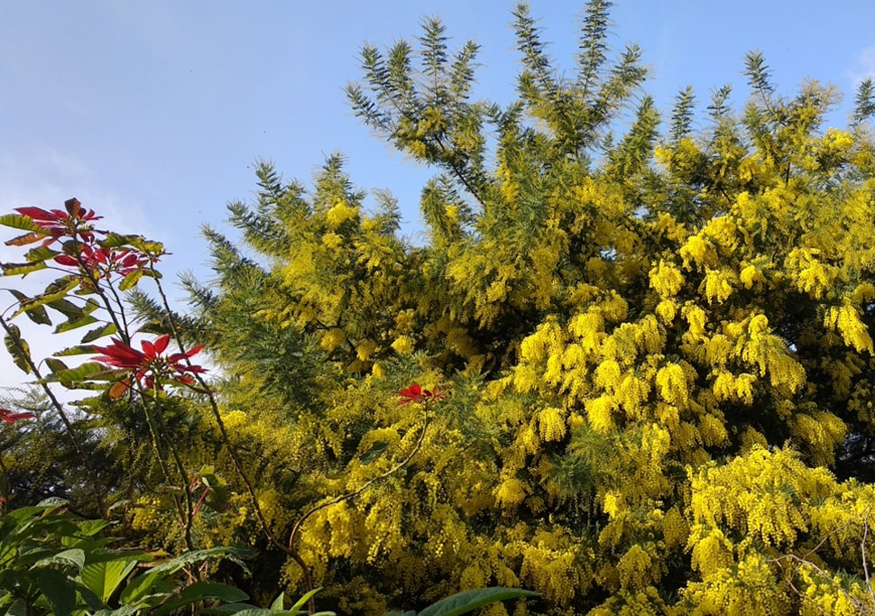 Beautiful trees and plants in the garden