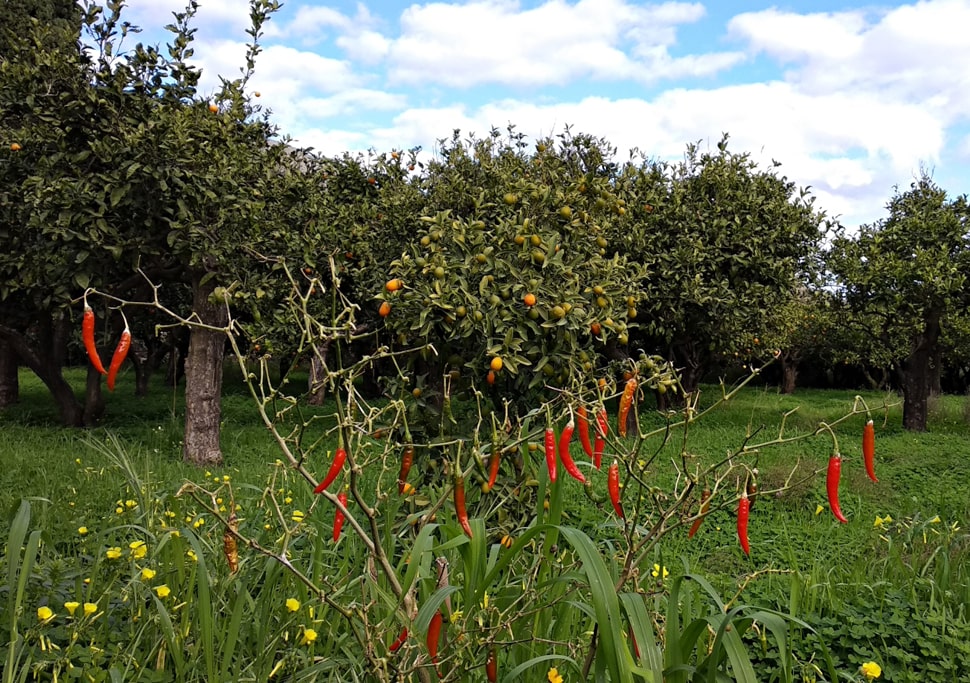 Chili peppers in the garden.