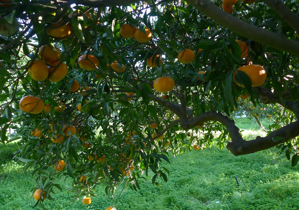 Tangerine tree.