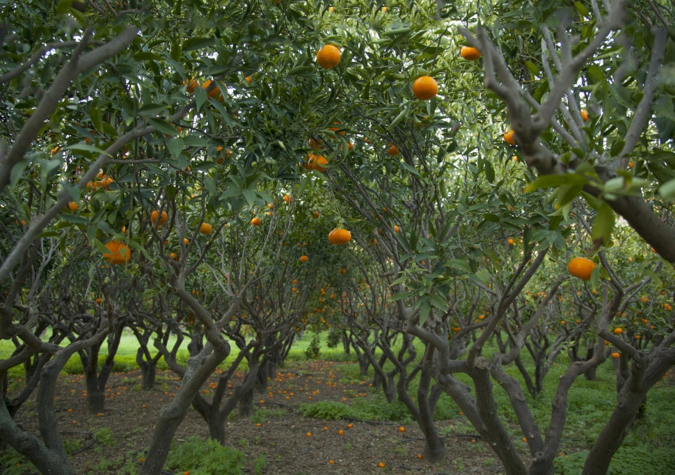 Lush green tangerine garden.