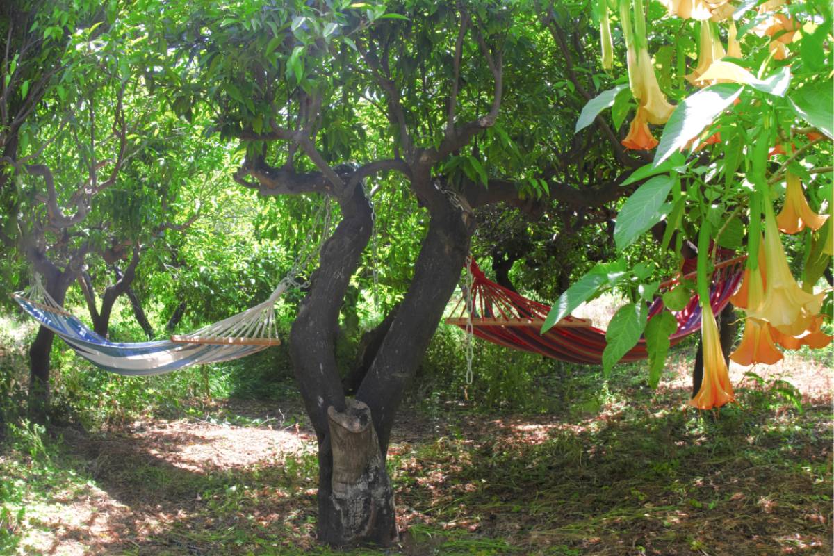 Serene garden view with lush trees and two inviting hammocks.